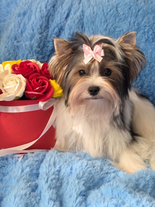 Дівчинка бівер йорк