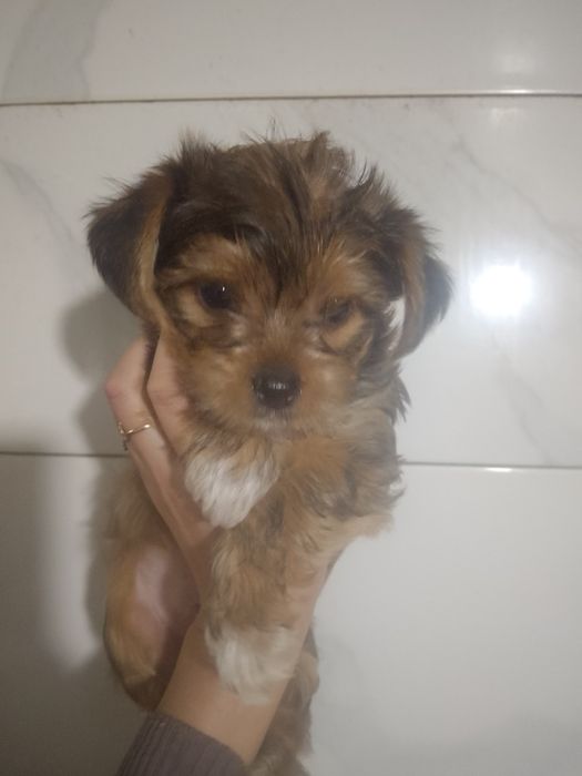 Продам Стандарт,Йорк.