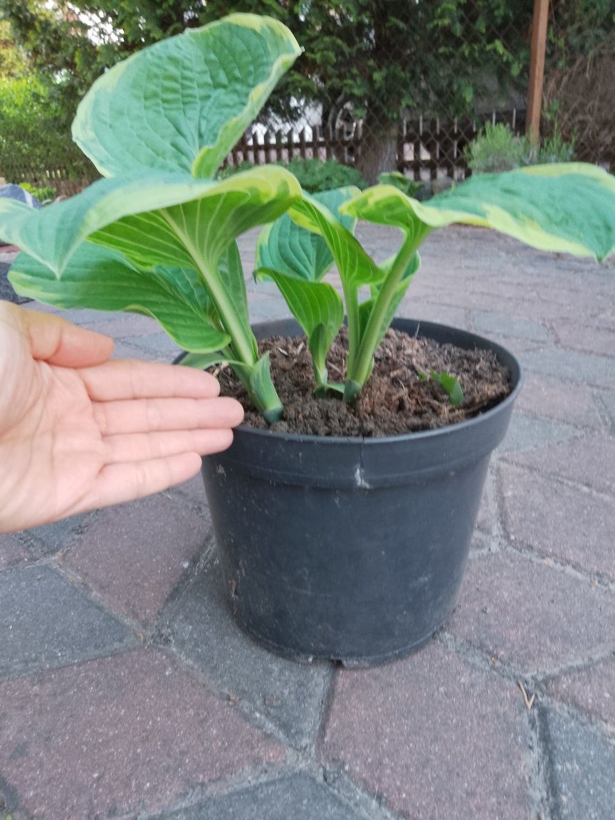 Funkia hosta ozdobne liście