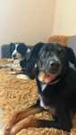 Do adopcji w typie border collie