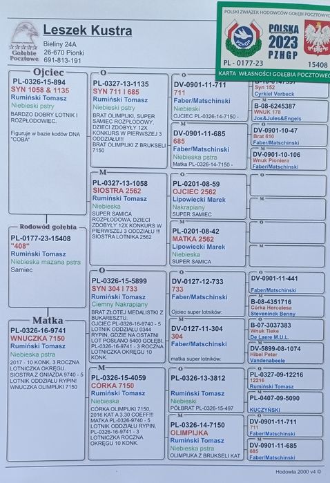 Gołąb pocztowy samiec Tomasz Rumuński