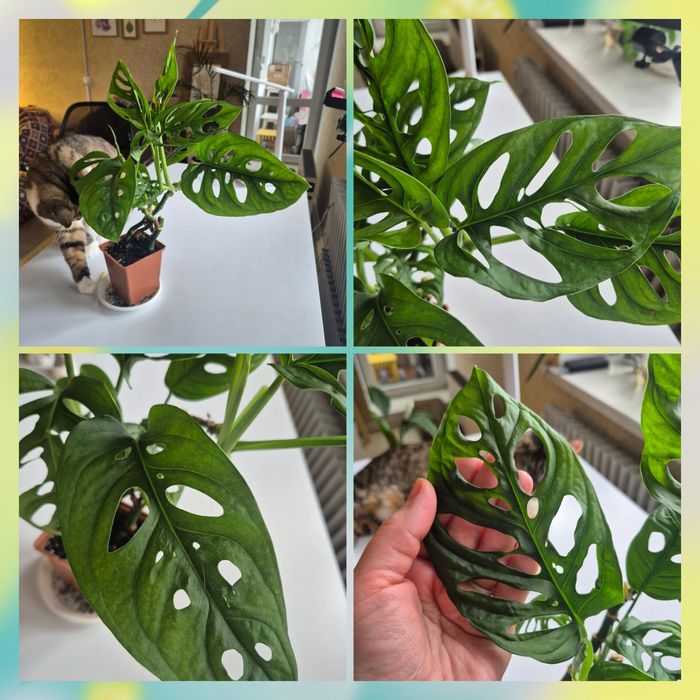 Монстера Манкі 3 міцних стовбури з великим листям