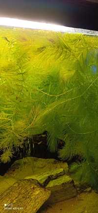 Rogatek Sztywny - roślinka akwariowa