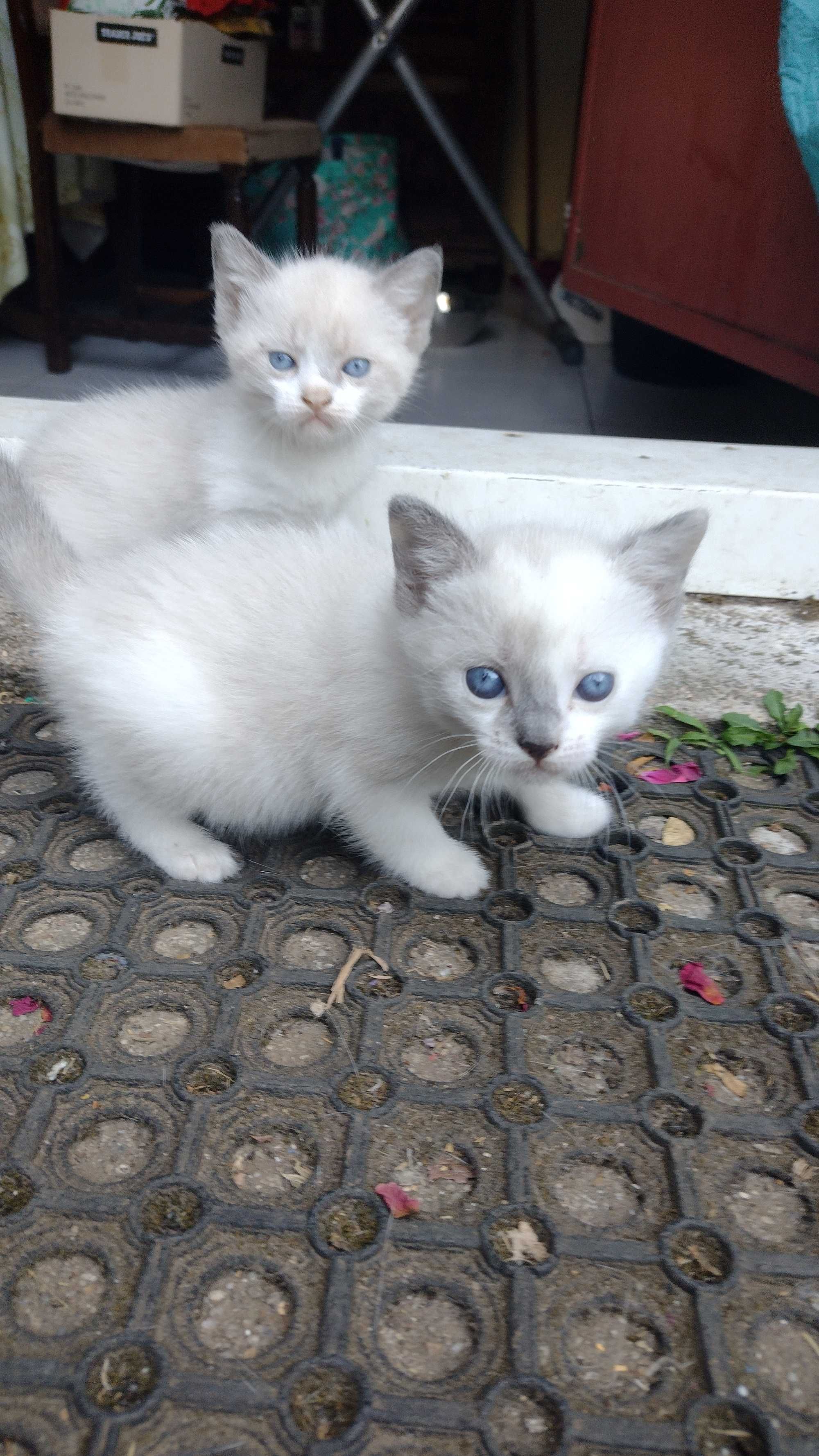 As gatinhas para adopção