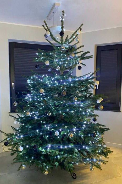 Jodła kaukaska choinki Leśniewo ul. Pucka 21