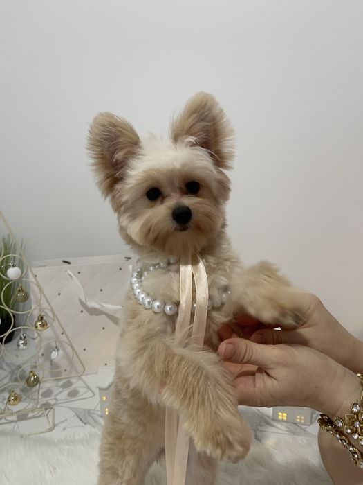 Помапу — Доставка 1-2 дні  вже скоро у вас