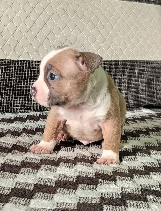 American bully pocket suczka