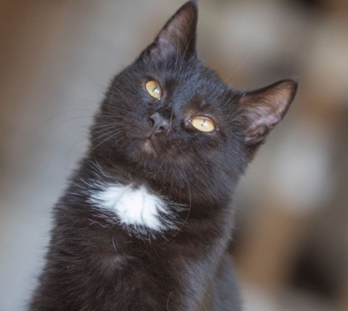 Оникс, черный 1 год кот