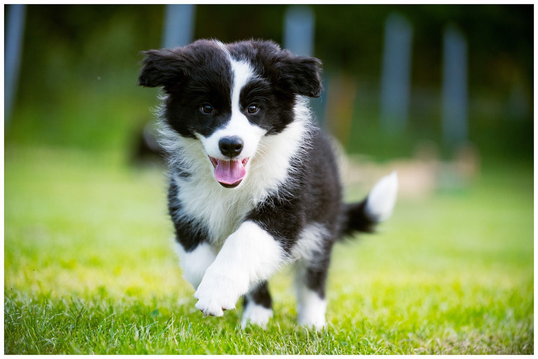 Border Collie ZKWP FCI
