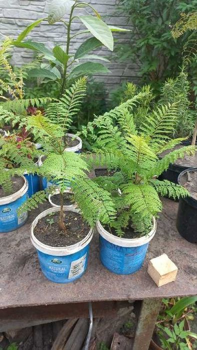 Продам инжир/жакаранду/авокадо/розы/гибискус/хризантемы/колеусы и др