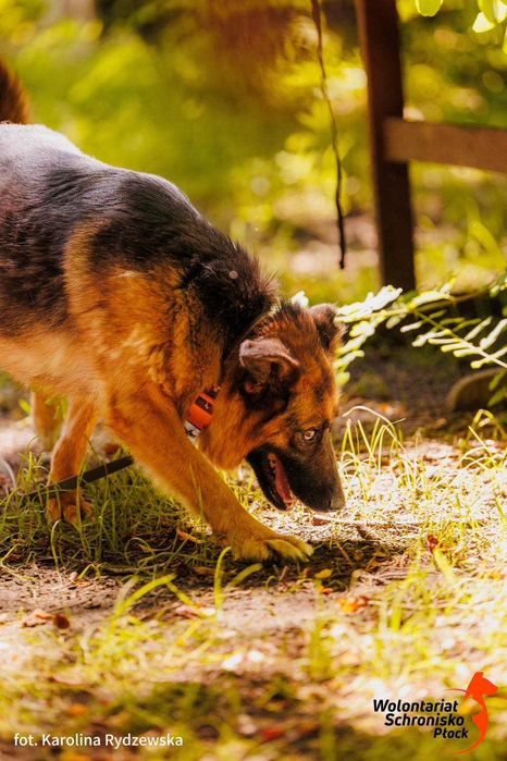 Mendi szuka kochającego domu!