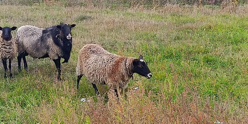 Вівці , ярки , овечки 75грн/кг