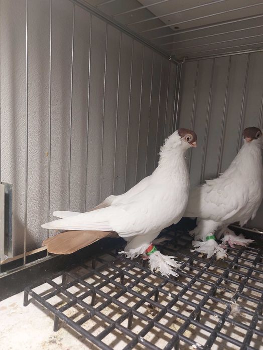 Krymki białostockie 25r samiczki 2szt