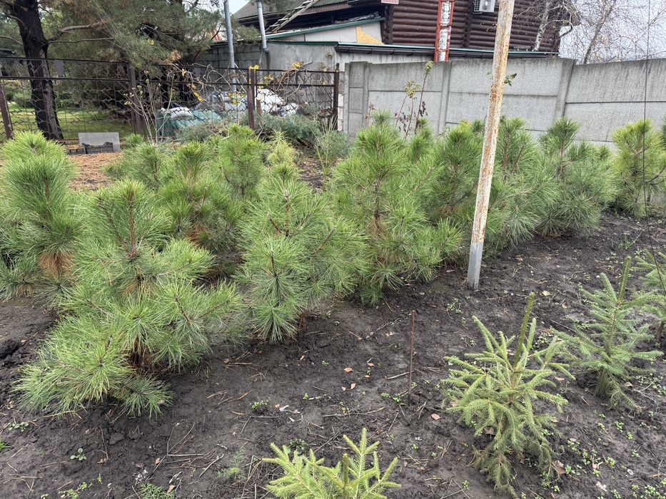 Сосны крымские пинцерованые