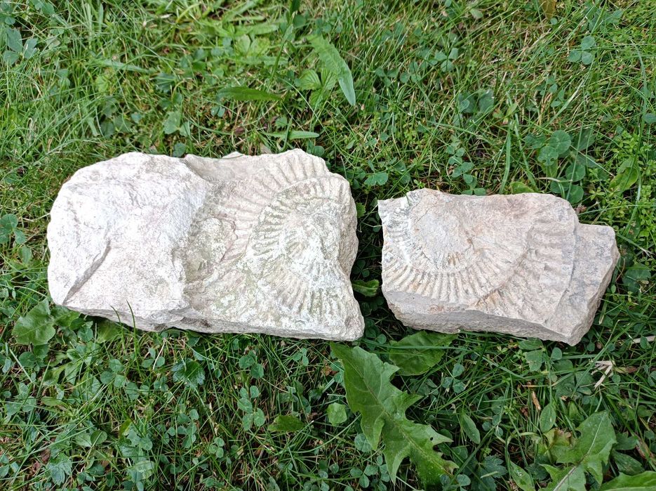 Skamielina odcisk amonit 2szt.