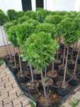 Tuja formowana na kule Bonsai