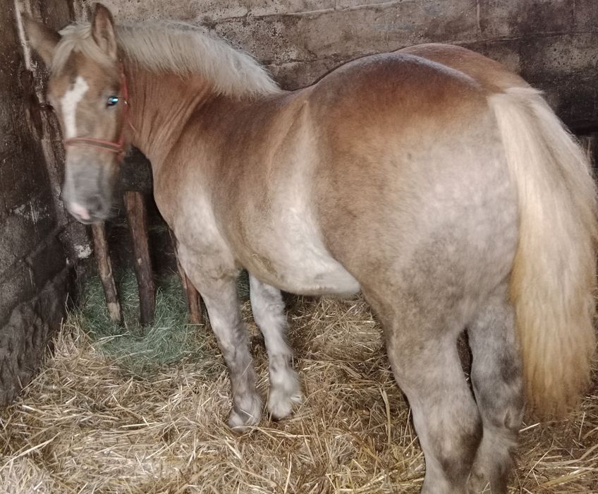 Klacz źróbka obustronne pochodzenie