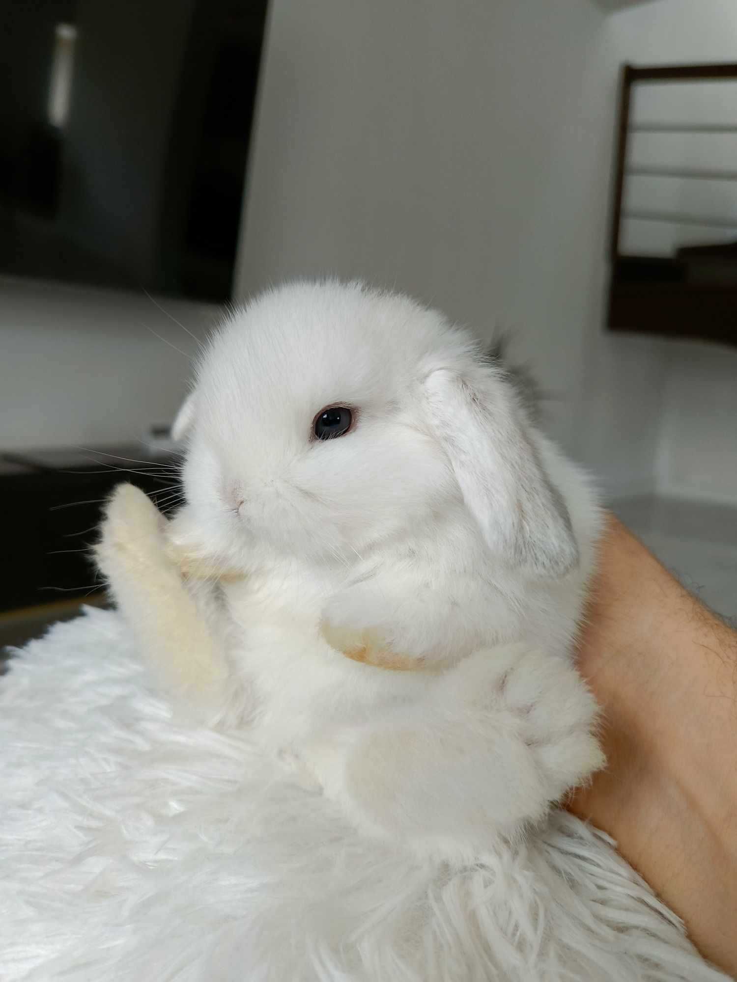 Mini lop karzełek Teddy hodowla zarejestrowana