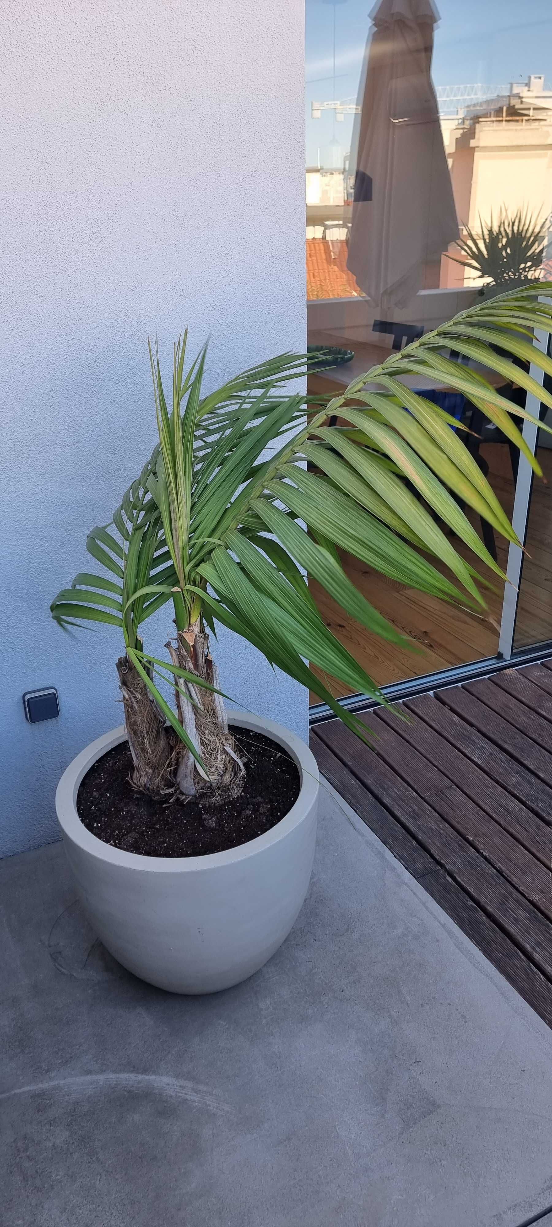 Palmeira com vaso planta de interior ou pouco sol