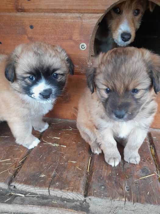 Oddam za darmo szczeniaki pieski