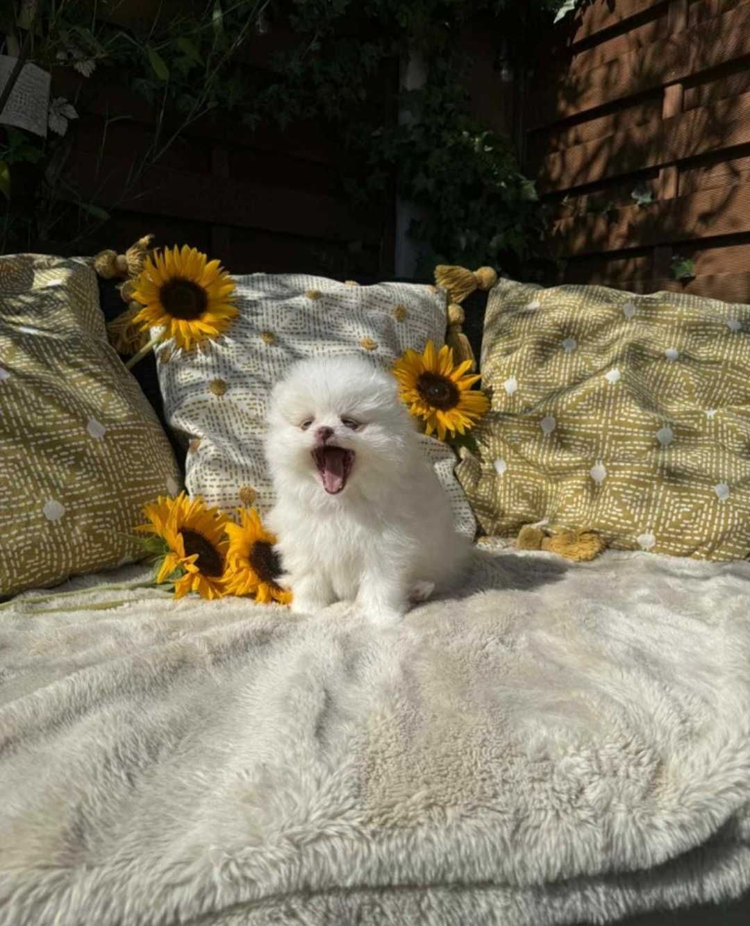 Szpic Miniaturowy Biały Pomeranian