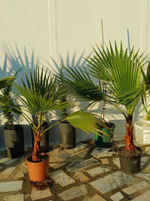 Washingtonia Robusta, entregas Setúbal, a unidade 9 euros, 80 cm alt.