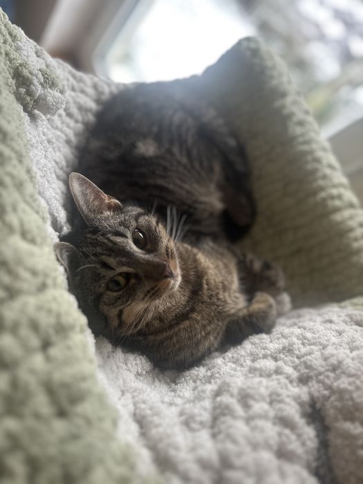 Loki - mały wojownik o łagodnym serduszku