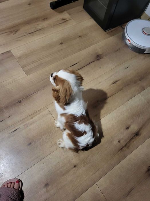 Cavalier King Charles Spaniel