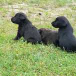 Szczeniaki mix labrador
