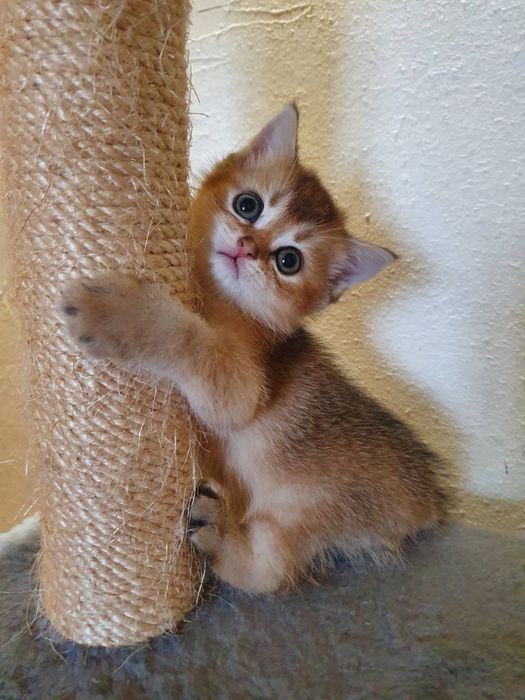 Золота красунечка Ny 25