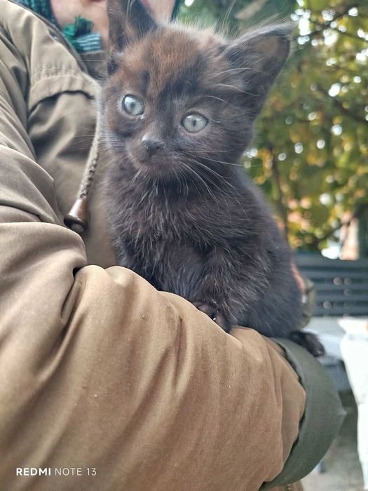 Віддамо двомісячних котинят.
