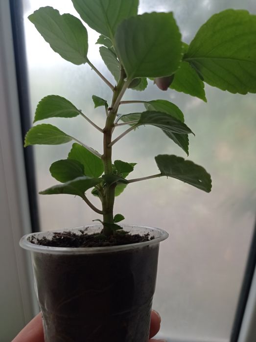 Бальзамин красавчик