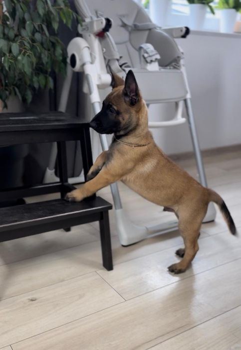 Szczeniak Owczarek Belgijski Malinois FCI