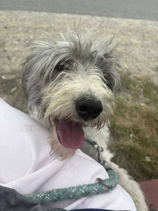 Mądry i wierny Ozi szuka swojego miejsca na świecie