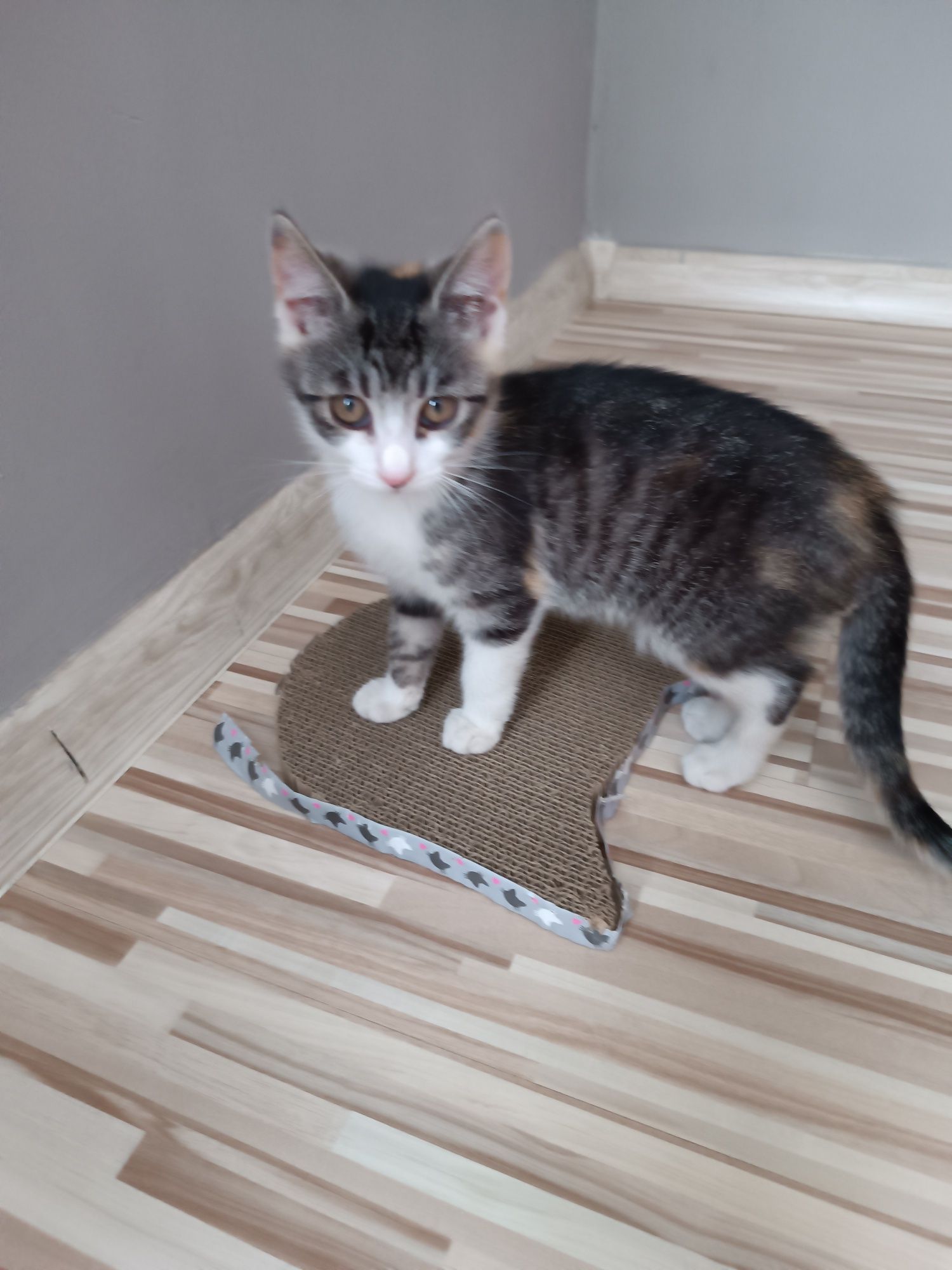 Kotki do adopcji