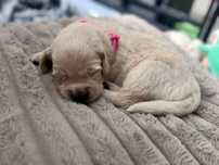 Golden retriver suczka