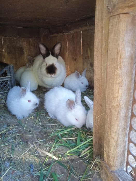 Продам самку с крольчатами колифорнийской породы