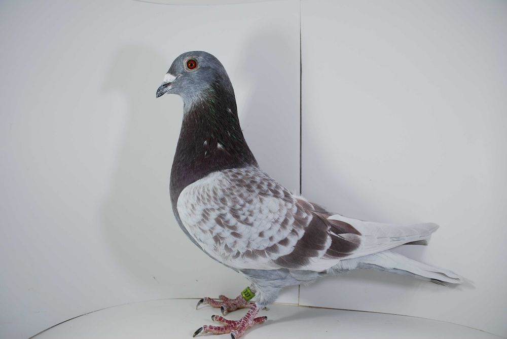 Gołębie pocztowe- lotowane samczyki