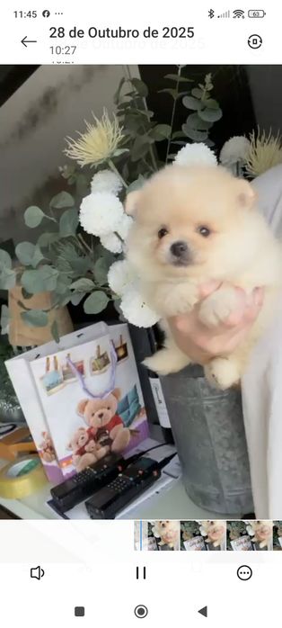 Spitz Anão/ Lulu da Pomerânia  Russo . Mini.. Lop e Afixo Pedigree.Lop