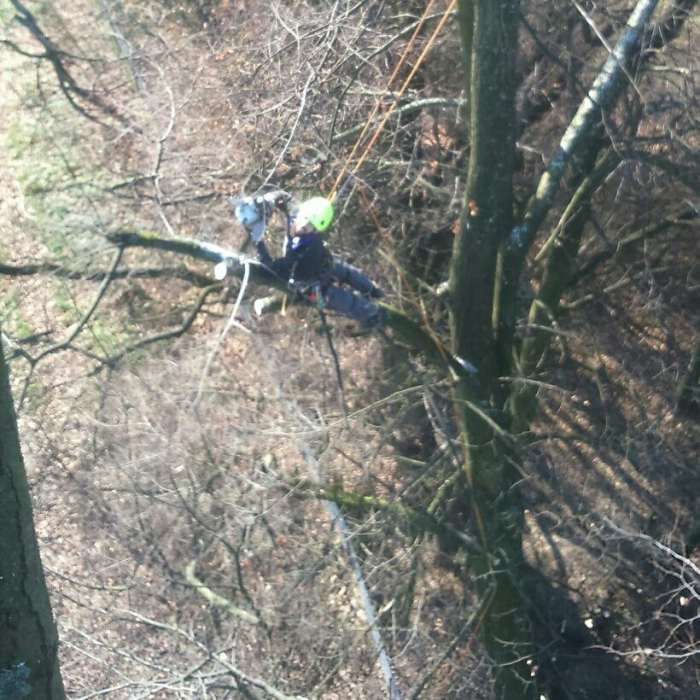 Wycinka i pielęgnacja drzew, czyszczenie działek, usługi rębakiem.