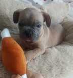 *Buldog francuski piesek blue fawn już do odbioru