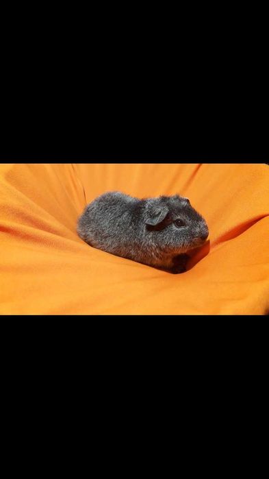 Морські свинки різних порід.