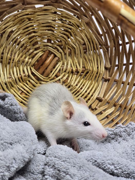 Ручные крысята дамбо. Есть доставка, клетки. Домашние ручные крысы, кр