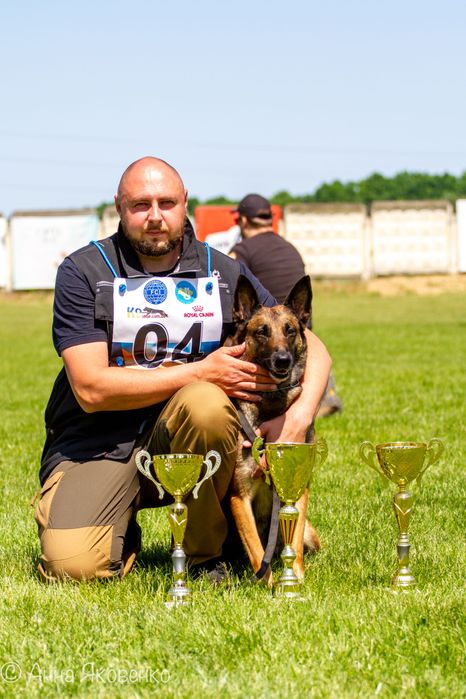Дресирування собак, перетримка собак, послуги кінолога!