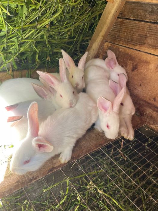 Маленькі кролики
