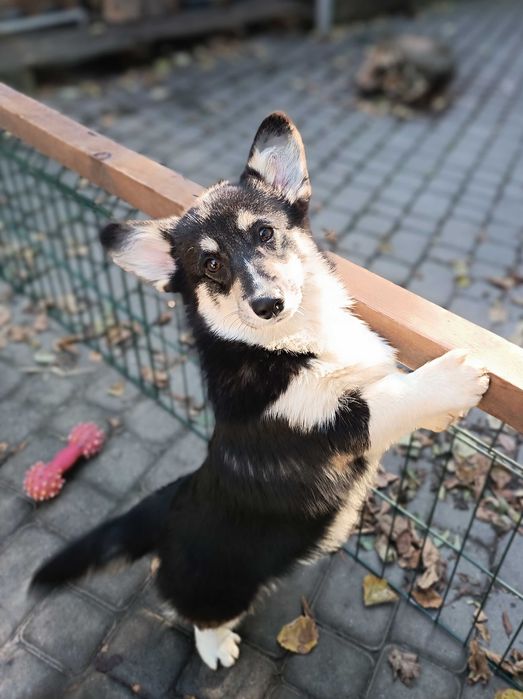 Триколорна дівчинка коргі пемброк