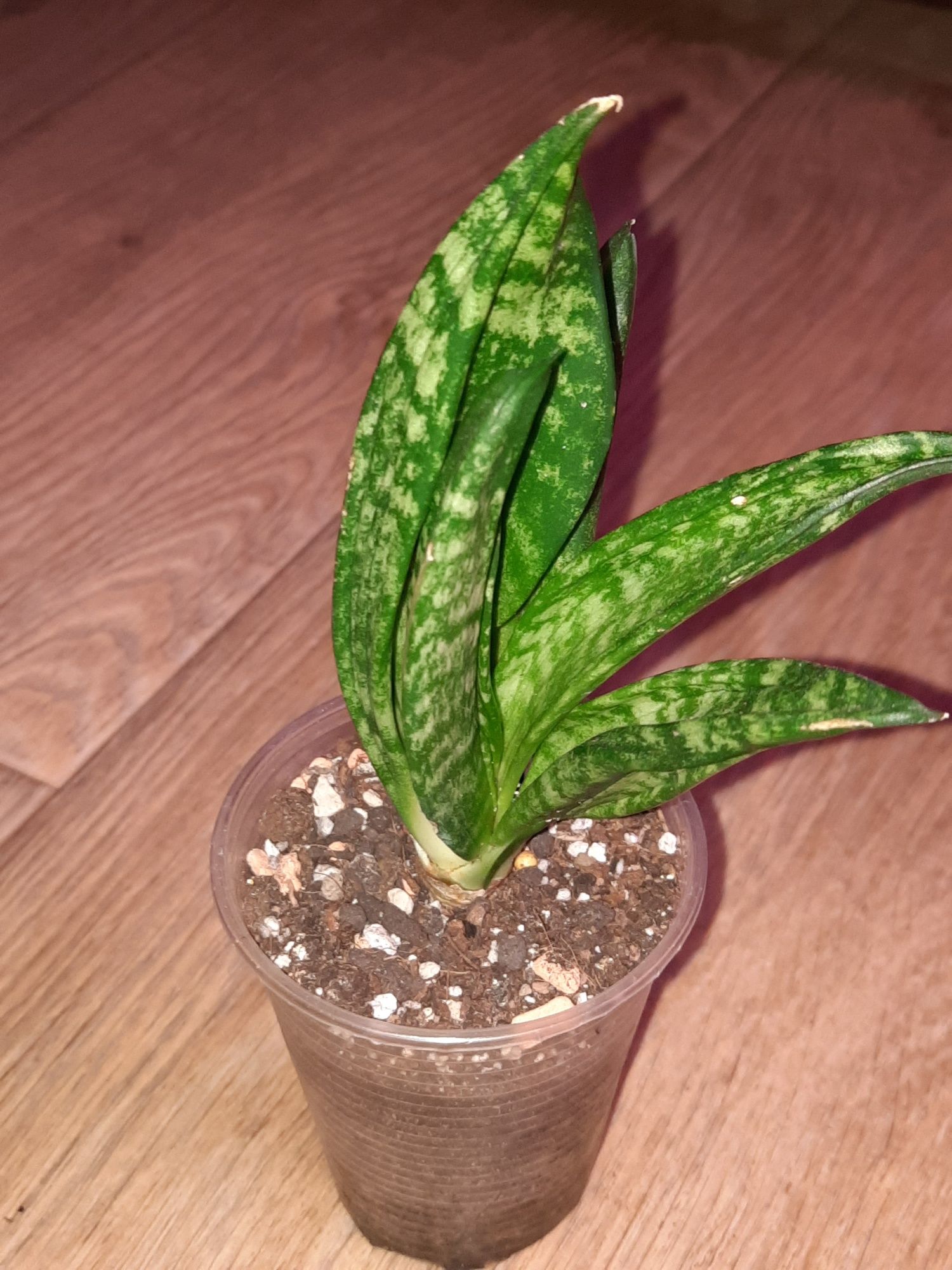 Сансевиерия.Sansevieria