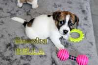 SUCZKA Jack Russell Terrier - Odbiór 25 maja