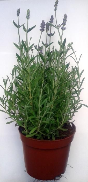 ~Lawenda wąskolistna Mrozoodporna Ładne sadzonki!! Tanio Wysyłka