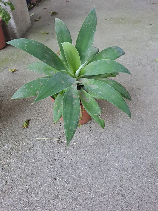 Vaso de planta médios